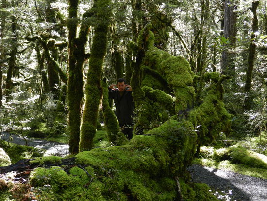 Der Waldmeister . . .