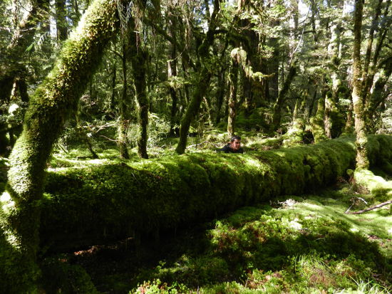 Wer suchet, der findet mich!