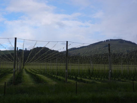 Ein seltenes Bild - Hopfen!