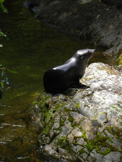 Der Nachwuchs wird im naheliegendem Bach grossgezogen und wir hatten das Glueck den suessen Jungen beim Spielen zu zusehen.