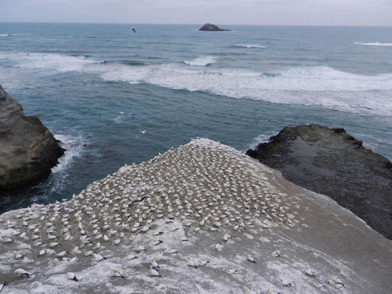 Brutstelle der Gelbkopftoelpel.
