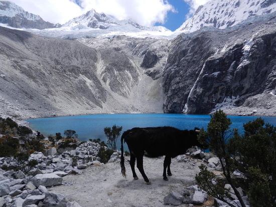...und auch der Kuh gefaellts scheinbar!