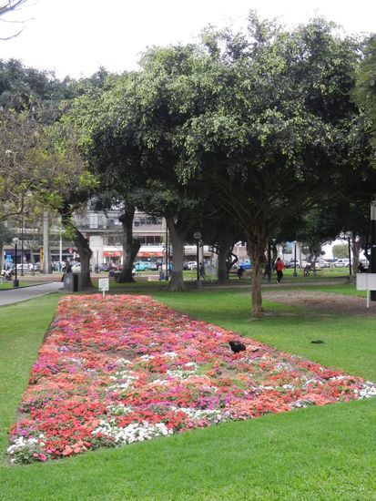 Wie der Name schon sagt, gab es viele Blumen im Stadtteil Miraflores.