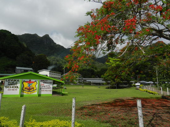 Die Schule und unser Lieblingsbaum!