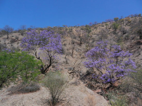 Im ganzen Tal von Sucre bluehten zu dieser Zeit wunderschoene violette Baeume...auf Wuestenboden!