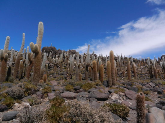 Die Insel "Incahuasi" mitten im Salzsee beheimatet diese riesigen Kakteen!