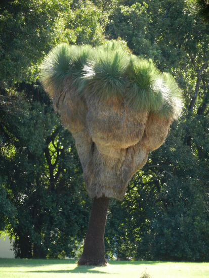 Der Baum und sein Kleid!
