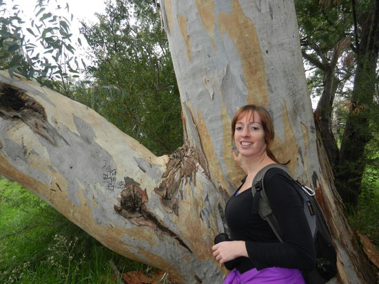 Hauptbaumart - Eukalyptus.