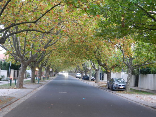 Es gibt viele schoene Alleen.