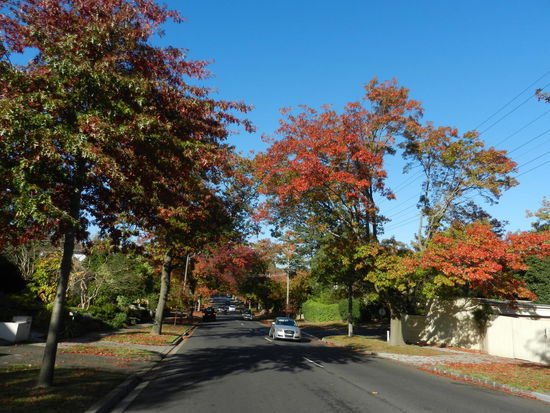 Ihr habt Fruehling und wir sind im Herbst! Beides schoen farbenfroh