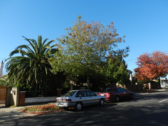 Waere nichts besonderes, haette sich nicht eine Palme verirrt!