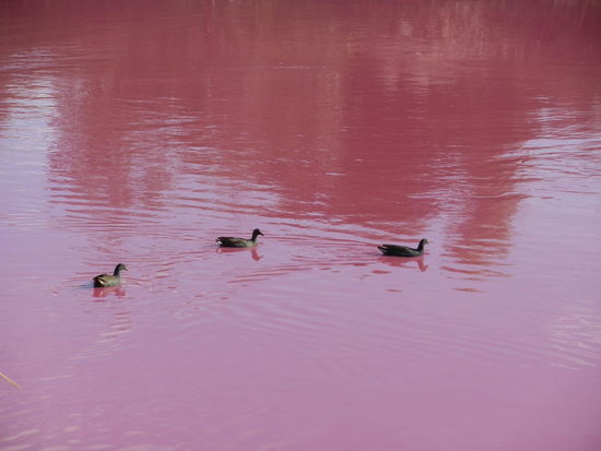 ... aber Enten schwimmen noch darin!