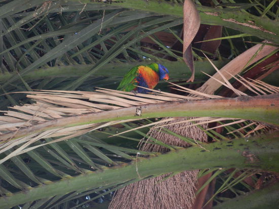 Die Spatzen Australien's!