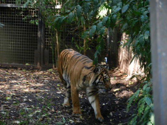 Sumatra Tiger (sind leider vom Aussterben bedroht - es gibt etwa nur noch 300!)