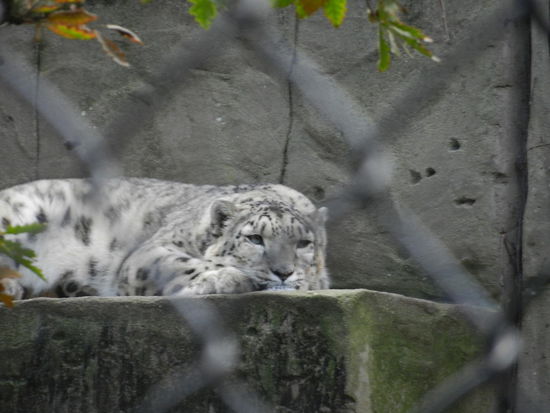 Wenn man diesen Schneeleoparden so ansieht, tut er einem sehr leid, dass er nicht in seiner natuerlichen Umgebung sein kann!