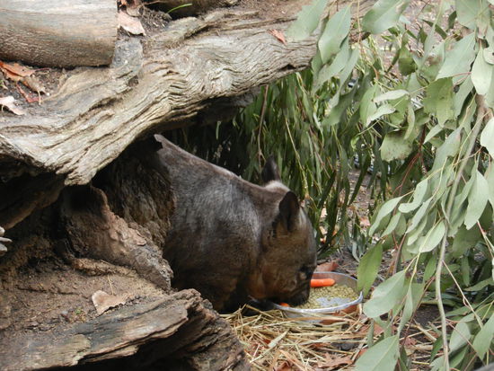 Wombat