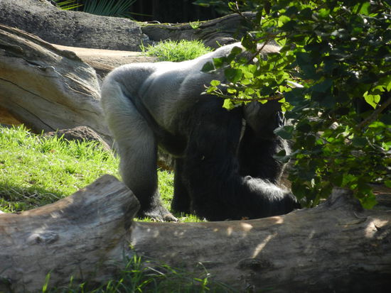 Der Silberruecken ist der Chef bei den Gorillas.