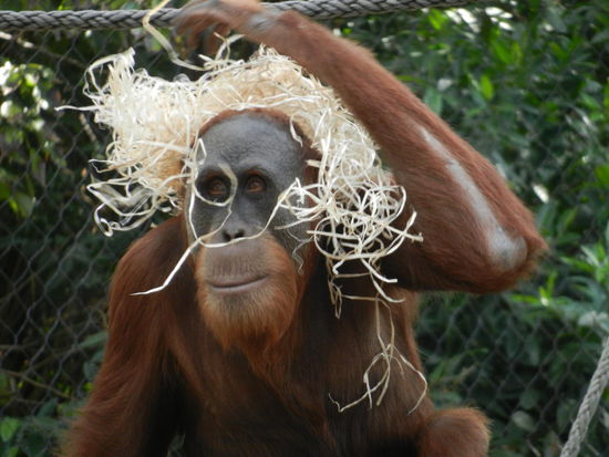 Ein Orangutan mit Humor.