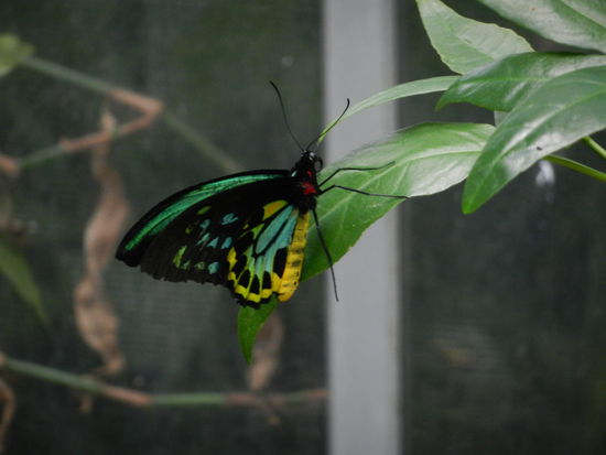 Im Schmetterlingshaus