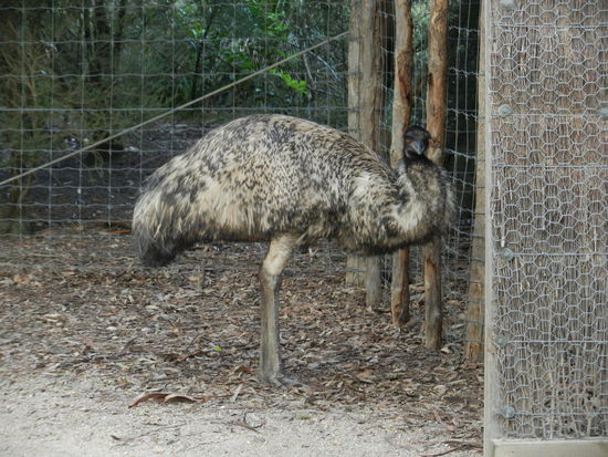 Ploetzlich steht da ein Emu neben dir!