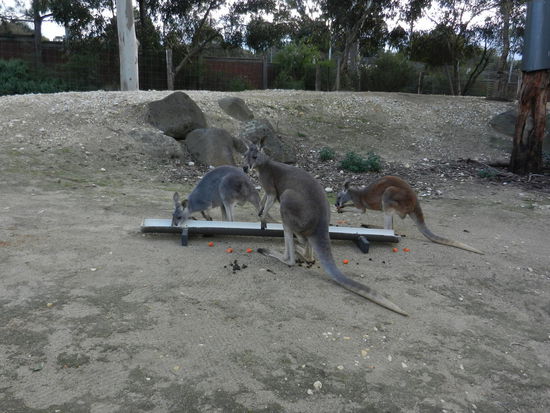 Lange hat's gedauert, aber jetzt sehen wir endlich Kaengurus!