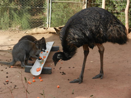 Wer stiehlt denn da unser Essen...
