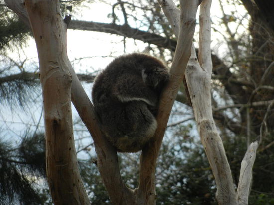 Die Schlafposition des Koala sieht echt unbequem aus...und der schlaeft auch noch ca. 20 Stunden pro Tag!