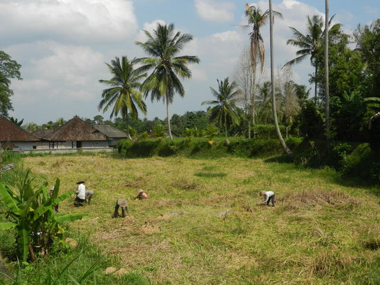 Arbeiten auf dem Reisfeld.