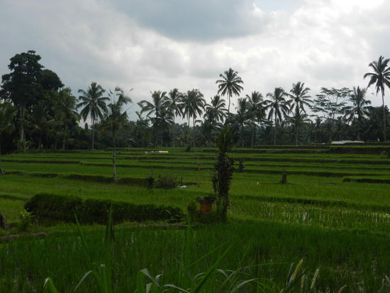 Wunderschoene Reisterrassen!