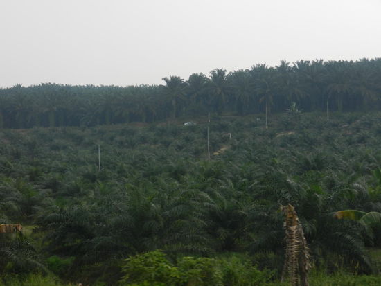 Palmen sind schoen, doch nicht wenn der urspruengliche Dschungel dafuer weichen muss!