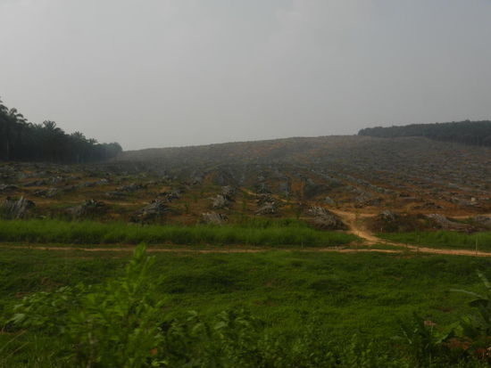 Hier lebten mal Orang Utans und viele andere Tiere...