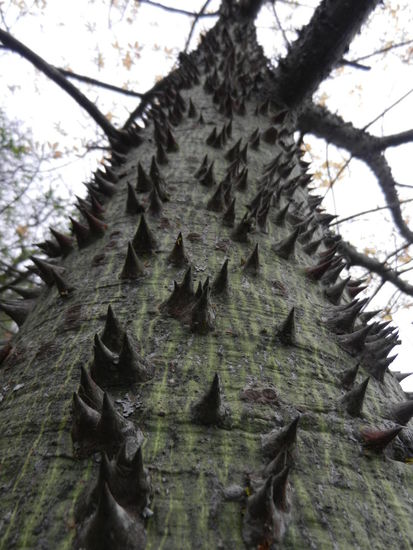 Im Park gibt es wunderschoene Pflanzen und eigenartige Baeume, wie diesen "Selbstverteidigungsbaum"!