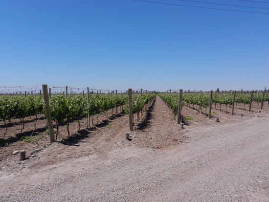 Wein soweit das Auge reicht.