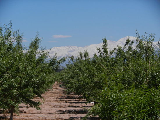 Auch Oliven werden hier angebaut!
