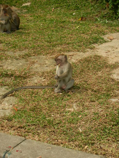 Die Affen haben hier die Vorherrschaft!