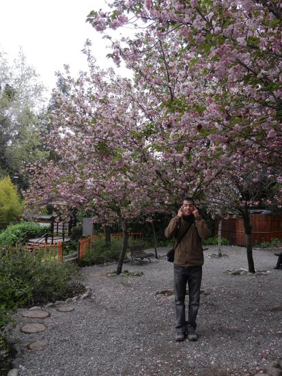Im japanischen Garten! Zur Kirschbluete!