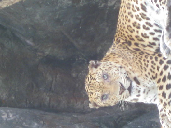 Er hatte nur Augen fuer uns! Wir wissen nicht ob er Fuechse frisst.