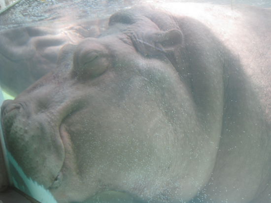 Wie wir: die Beiden halten es auch nur im Wasser aus