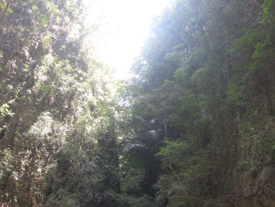 Jungle vom Kajac aus