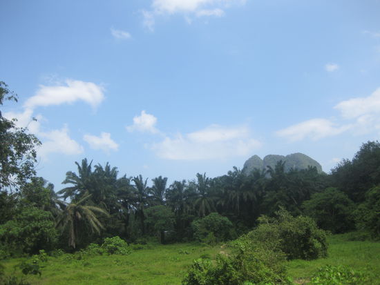 Jungle vom Elefanten aus