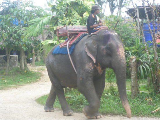 Babett vor unserer Tour, sie muss ihre alten Knochen erst warm laufen!