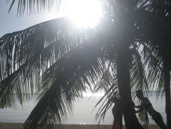 Bei Sonnenaufgang mit der Palme kuscheln 