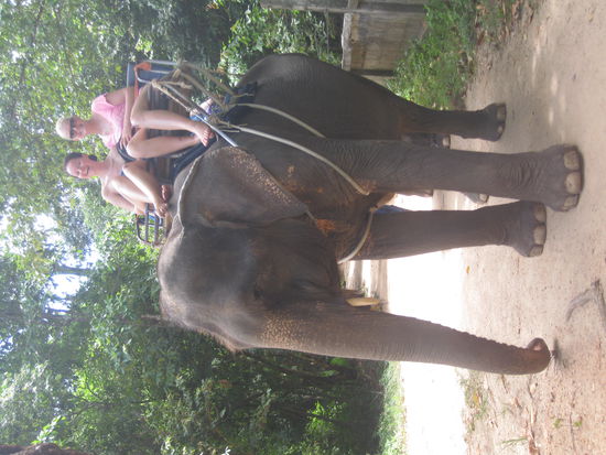 Babula, ein noch nicht ganz ausgewachsener Chang.