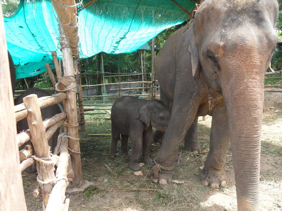 Uiiiii Babychang auf der suche nach Milch 