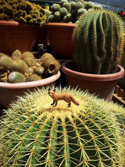 Unser kleiner Freund Ms.Fuchs war noch im Winterschlaf. Ist jetzt aber aufgetaut und unter uns!!