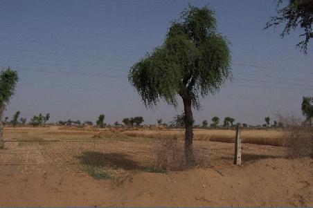 blick neben die straße auf dem weg von bikaner nach jhunjhunun.