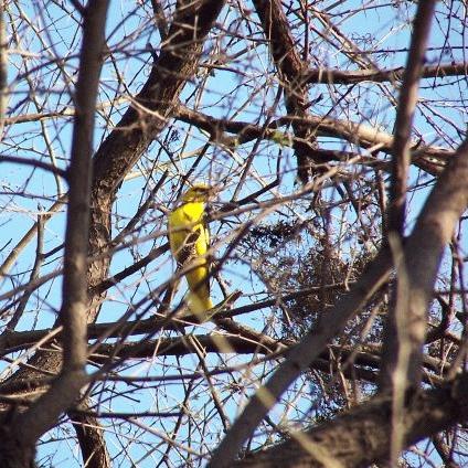 vogel im naturschutzgebiet.