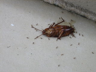 Cockroach in kompletten Zustand