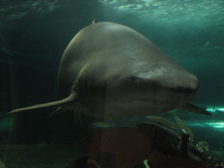 Bruce oder wie hieß der Hai bei "Findet Nemo"???