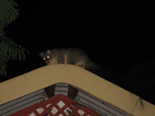 Opossum der Nähe Kings Cross im Müll wühlte bis wir ihn störten